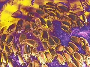 Images Dated 16th October 2003: Mites on a honeybee, SEM