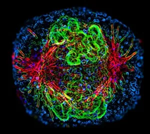 Fluorescence Micrograph Gallery: Mitosis