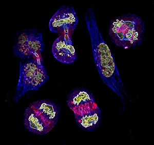 Mitosis