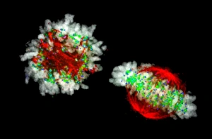 Mitosis