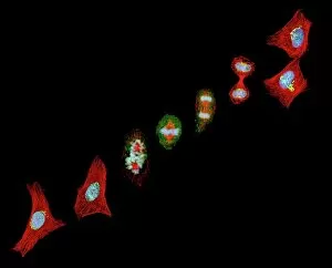 DNA Collection: Mitosis, light micrograph