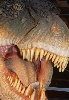 Model head of the dinosaur, Tyrannosaurus rex Model head of the dinosaur, Tyrannosaurus rex