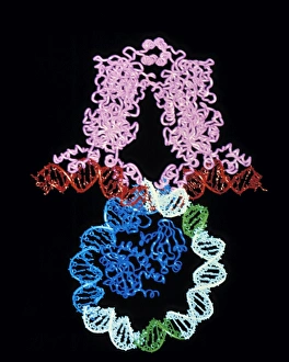 Molecular graphic of LAC repressor binding to DNA Molecular graphic of LAC repressor binding to DNA