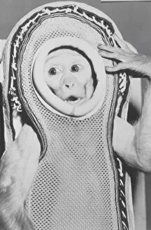 Images Dated 5th May 2005: Monkey in a spacesuit