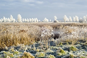 Morning frost Morning frost