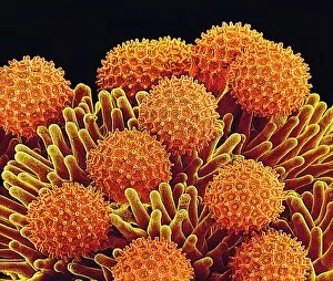 Microscopic Photos Collection: Morning glory pollen, SEM