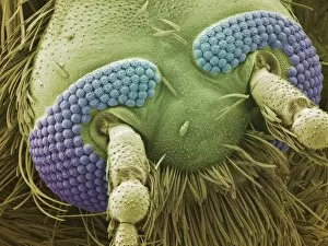Images Dated 17th October 2003: Mosquito head, SEM