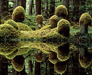 Moss-covered tree trunks reflecting in swamp water Moss-covered tree trunks reflecting in swamp water