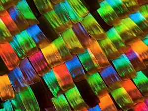 Moth wing scales, light micrograph Moth wing scales, light micrograph
