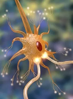 Cell Body Gallery: Motor neurone nerve cell and synapses