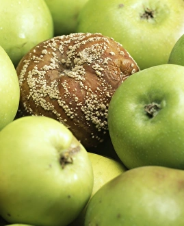 Mouldy apple Mouldy apple