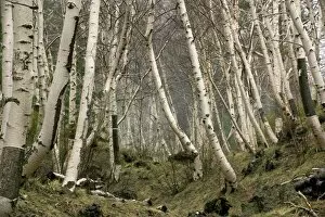 Images Dated 24th February 2009: Mount Etna birches (Betula aetnensis)