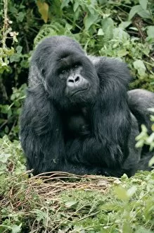 Images Dated 9th July 2003: Mountain gorilla