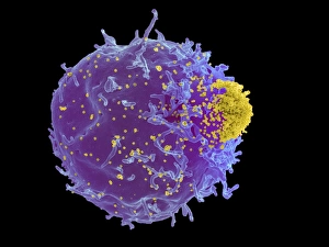 Mouse leukaemia virus and T-cell, SEM C017/8308 Mouse leukaemia virus and T-cell, SEM C017/8308