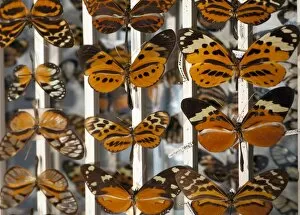 Neo Tropical Gallery: Muller Butterfly Tiger Mimicry Complex 1