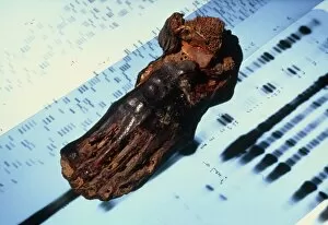 Images Dated 15th April 2004: Mummified foot resting on DNA autoradiograms