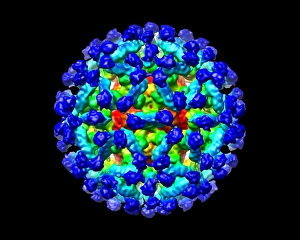 Murine norovirus with antibody fragments Murine norovirus with antibody fragments