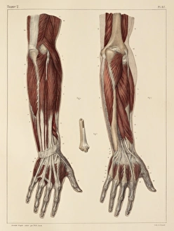 Muscles of the forearm, 1831 artwork