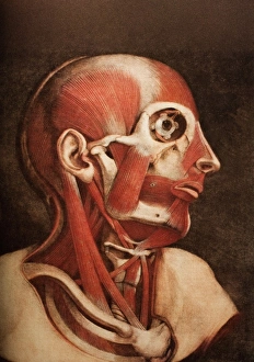 Muscles of the head and neck Muscles of the head and neck