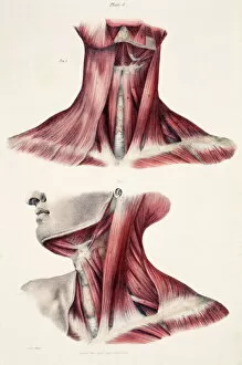 Images Dated 25th November 2003: Muscles of the neck