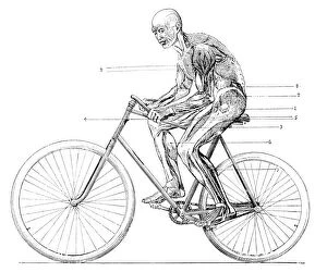 Images Dated 30th September 2011: Muscles used in cycling, 19th century
