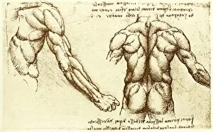 Images Dated 10th July 2003: Back musculature