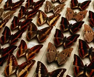 Images Dated 28th July 2003: Museum exhibit of Charaxes sp. butterflies
