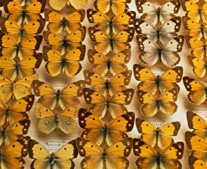 Museum exhibit of Pieridae family butterflies Museum exhibit of Pieridae family butterflies