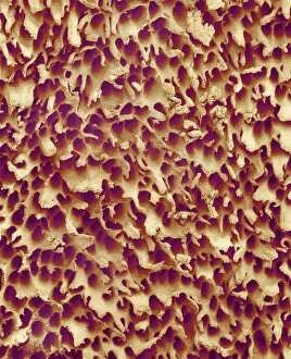 Images Dated 12th March 2003: Mushroom surface, SEM