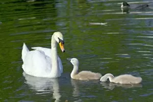 Images Dated 21st September 2004: Mute swan and cygnets