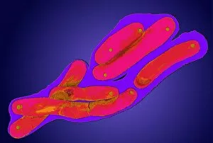 Images Dated 12th June 2002: Mycobacterium tuberculosis bacteria