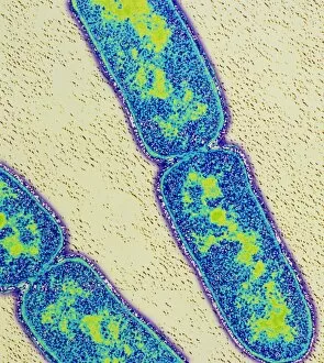 Images Dated 2nd September 1994: Mycobacterium tuberculosis bacteria