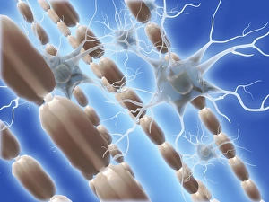 Nuclei Gallery: Myelin sheats and glial cells, artwork C014 / 2647