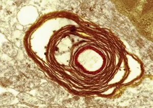 Myelin Sheath Gallery: Myelin surrounding a nerve axon, TEM