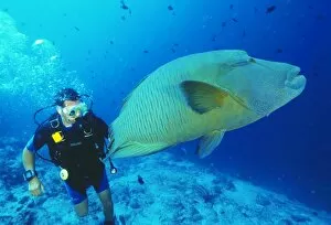 Images Dated 4th June 2004: Napoleon wrasse and diver