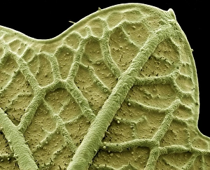 Nasturtium leaf, SEM Nasturtium leaf, SEM