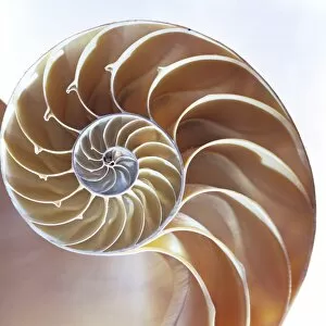 Images Dated 1st April 2003: Nautilus shell
