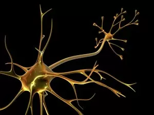 Neurobiology Gallery: Nerve cell
