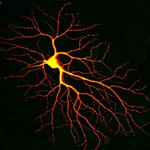 Images Dated 8th January 2002: Nerve cell