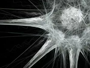 Cell Body Gallery: Nerve cell, abstract artwork