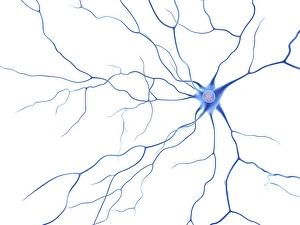 Neurones Gallery: Nerve cell, artwork F007 / 5511