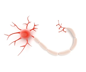 Synapse Gallery: Nerve cell, artwork F007 / 6434