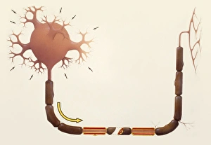 Node Of Ranvier Gallery: Nerve cell and axon, diagram