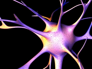 Impulses Gallery: Nerve cell, computer artwork