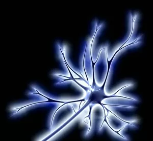 Cell Body Gallery: Nerve cell with electrical sparks