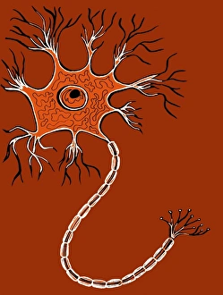 Cell Body Gallery: Nerve cell, illustration C018 / 0740
