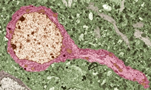 Cell Body Gallery: Nerve cell, TEM