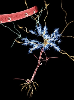 Cell Body Gallery: Nerve cells, artwork