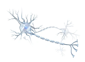 Node Of Ranvier Gallery: Nerve cells, artwork C015 / 4265