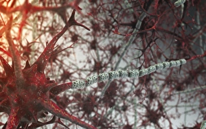 Node Of Ranvier Gallery: Nerve cells, artwork C018 / 2887